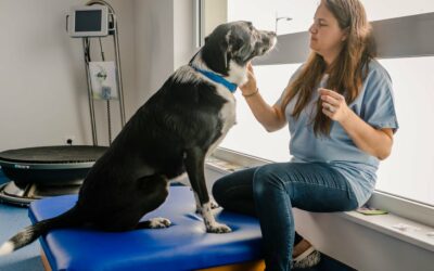Homéopathie vétérinaire dans le Haut-Rhin