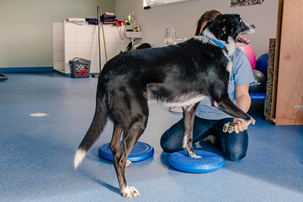 rééducation animale en Alsace