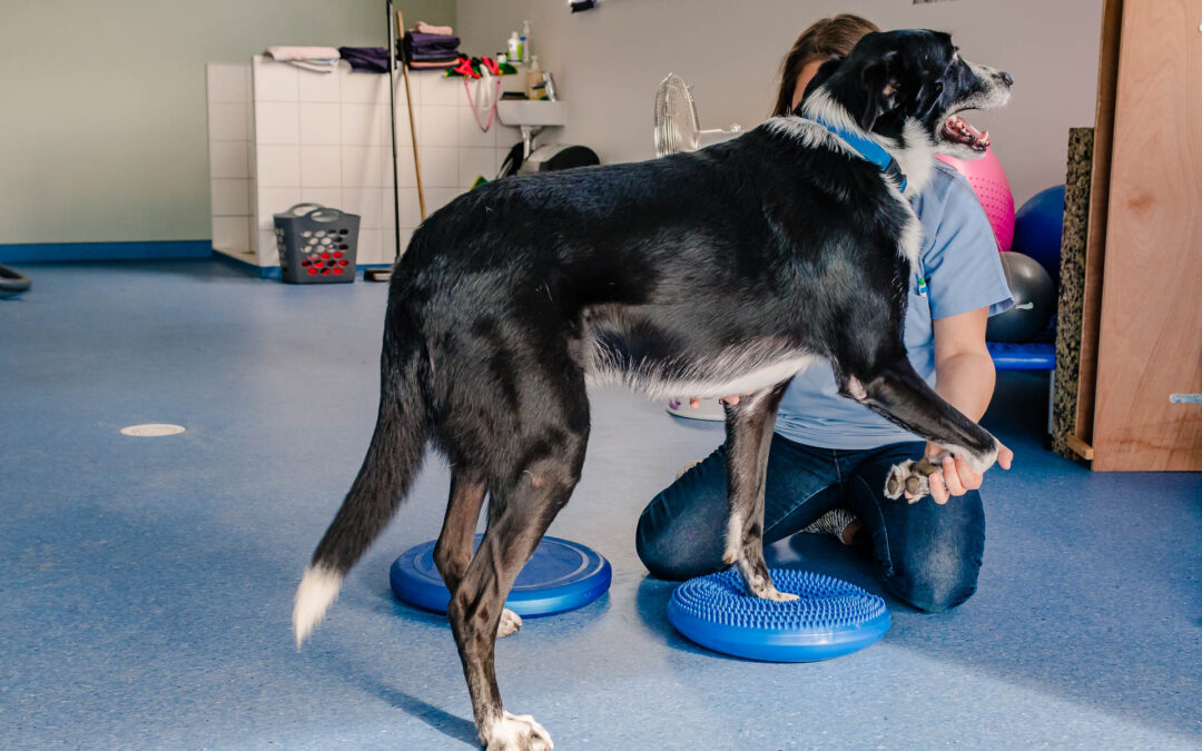 Spécialiste en rééducation animale en Alsace