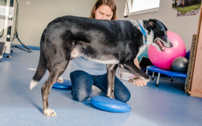 Centre de kinésithérapie pour animaux en Alsace