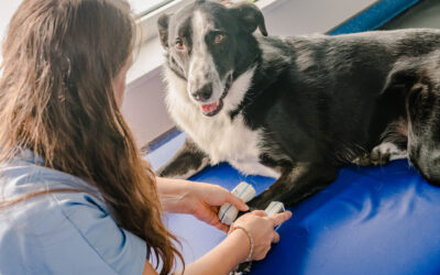 L’homéopathie pour les chiens