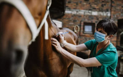 Soins vétérinaires Haut-Rhin