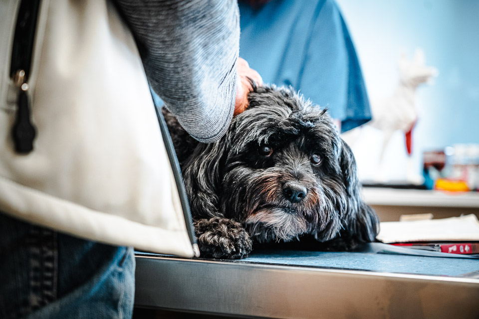 Médecine complémentaire pour les animaux