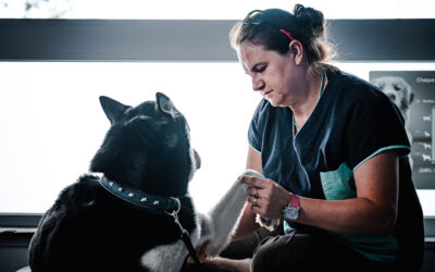 Médecine complémentaire vétérinaire en Alsace : quelles approches pour accompagner son animal ?