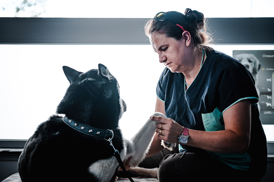Médecine complémentaire vétérinaire en Alsace : quelles approches pour accompagner son animal ?