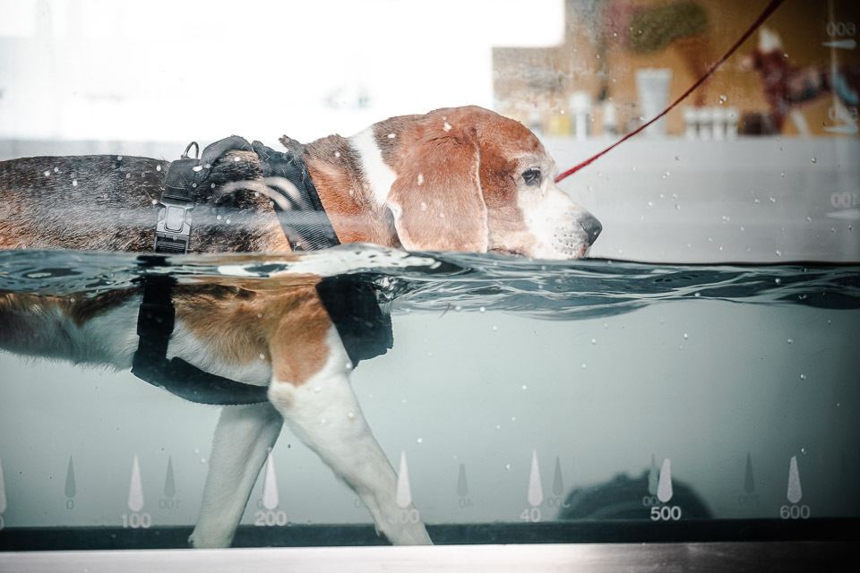 Les bienfaits de l'exercice physique pour les animaux de compagnie