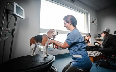 Acupuncture pour chien à Aspach-le-Haut : Une thérapie ancestrale efficace