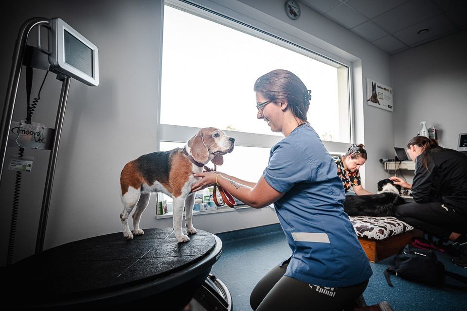 Acupuncture pour chien à Aspach-le-Haut : Une thérapie ancestrale efficace