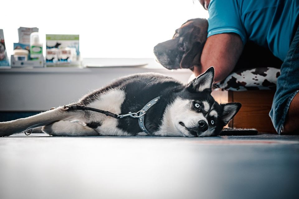 Les signes de maladie courants chez les chats et les chiens