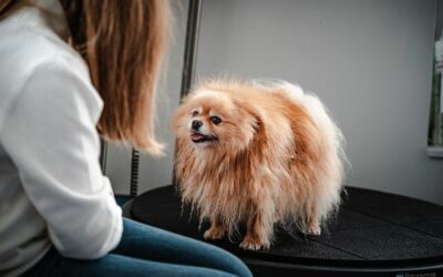 Comment prévenir les puces et les tiques chez les animaux de compagnie ?