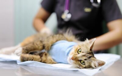 Stérilisation de chat à Aspach-le-Haut : nos conseils