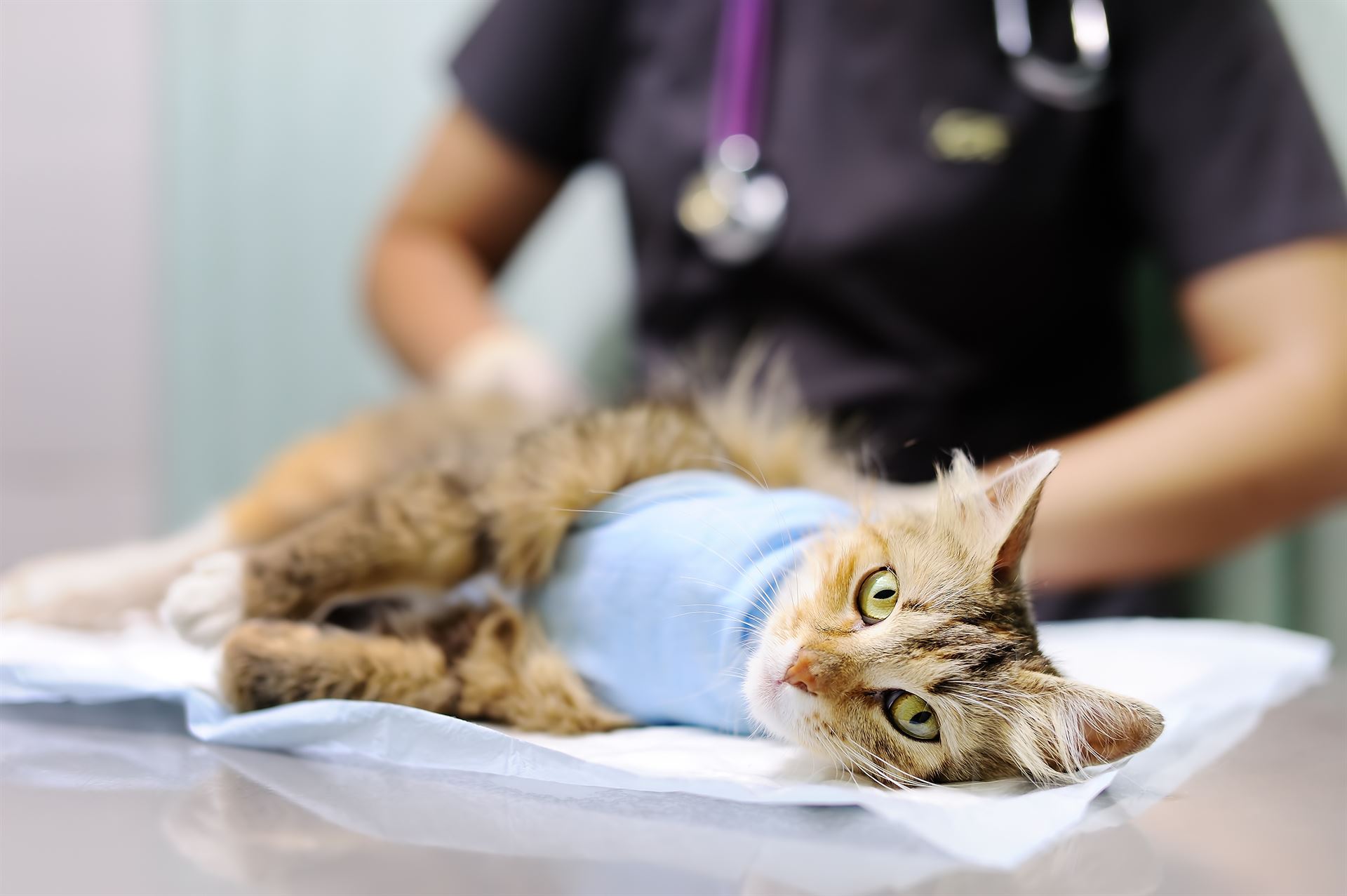 Stérilisation de chat à Aspach-le-Haut